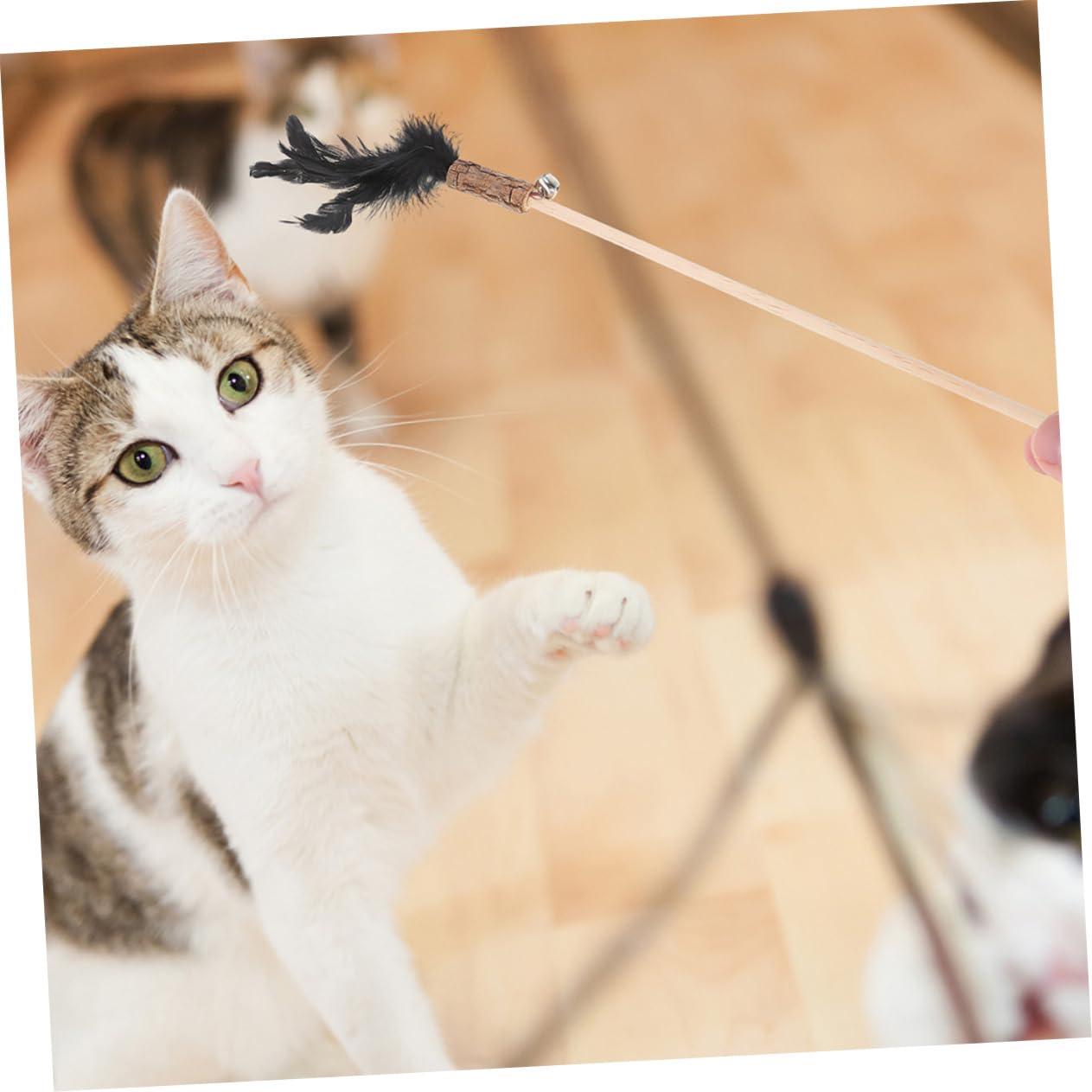 Toddmomy 15pièces Canne à Interactive pour Chats avec Plumes Jouet Amusant pour Chatons Et Chats Intérieur