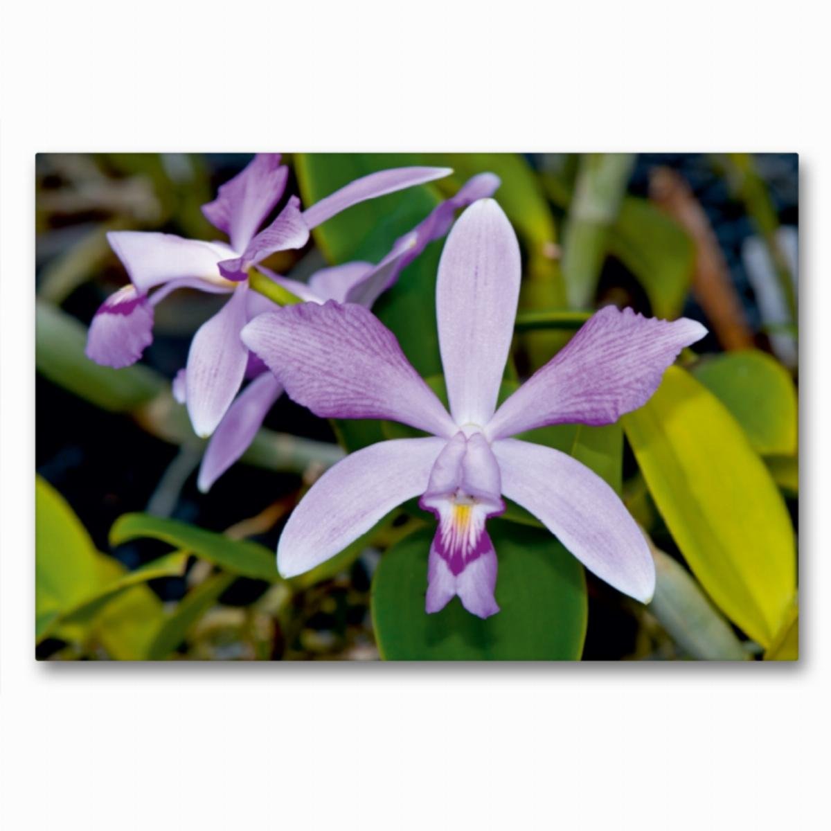 Premium Textil-Leinwand 90 x 60 cm Quer-Format Cattleya violacea rosea anelata | Wandbild, HD-Bild auf Keilrahmen, Fertigbild auf hochwertigem Vlies, Leinwanddruck von Eerika Schulz