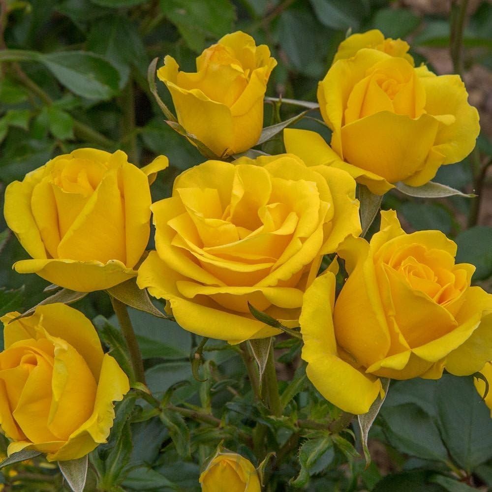 Peter Beales Roses UK Grandma's Rose, Floribunda Bush Yellow Rose, 75cm x 60cm, Award Winning