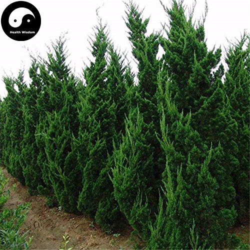Buy Juniperus Chinensis Tree Seeds 240pcs Plant Chinese Arborvitae Tree