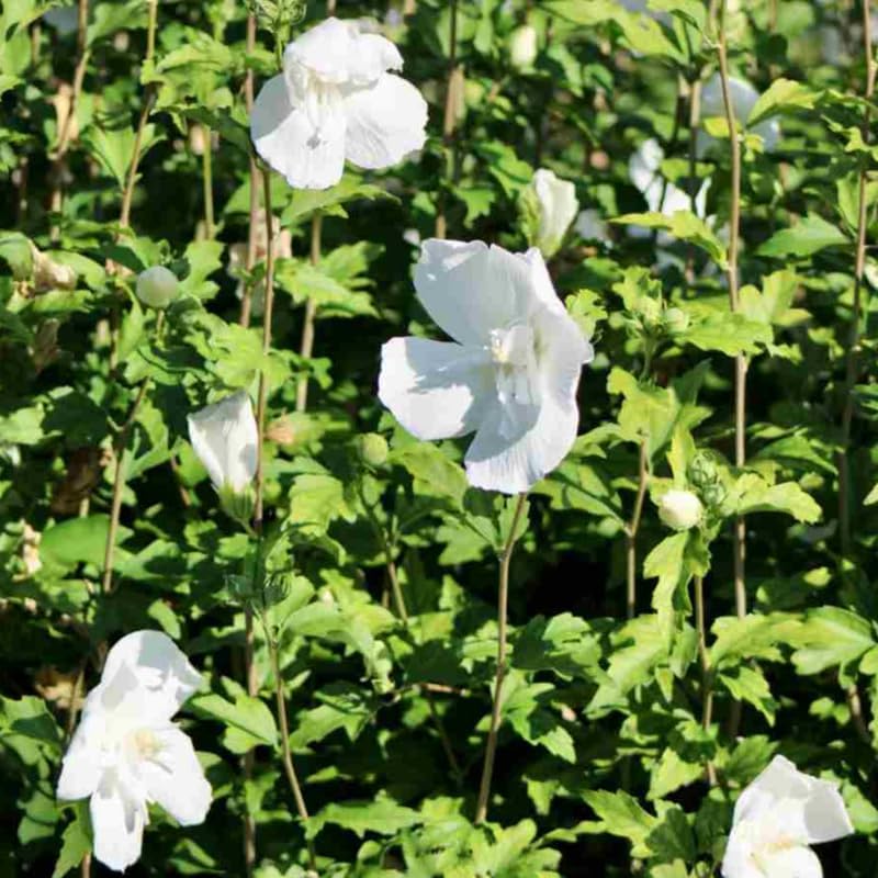 Miniatura 6 de Arbusto de rosa blanca de Sharon, arbusto de hibisco resistente bien arraigado de 7-13 pulgadas de alto con flores de verano para paisaje al aire
