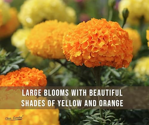 Miniatura 7 de Marigold French Sparky Seeds - 1500 semillas - Hermosas flores vibrantes, reliquia sin OMG - Flores vibrantes y fragantes para cualquier jardín