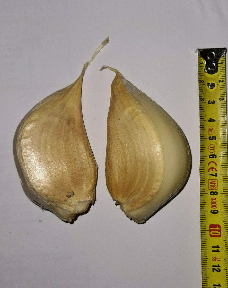 Aglione della Val di Chiana 350 gr Italia - SOLO SPECCE SEPARATE.