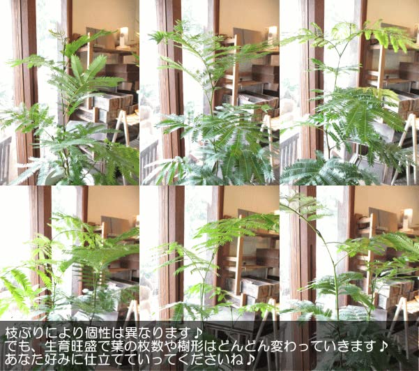 ネムの木　エバーフレッシュ　大型　鉢付き 楽天市場】エバーフレッシュ 大型の通販