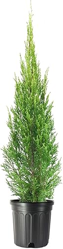 Medora Juniper Plantas de tamaño de 1 galón vivo Perfecto para paisajismo durante todo el año, detección de privacidad y entornos de poca agua,