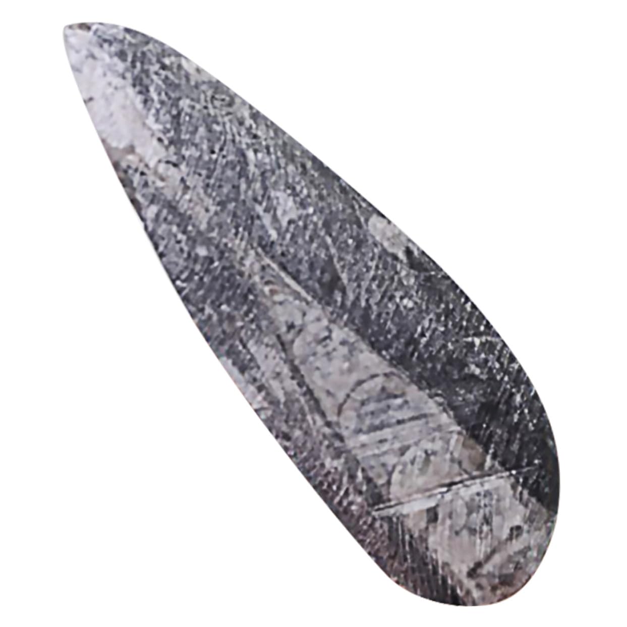 ORFOFE Modelo Fósil de Orthoceras Negro de Mineral para Decoración y Desarrollo Creativo en Laboratorio de Ciencia y Colecciones Paleontológicas para Día del Niño