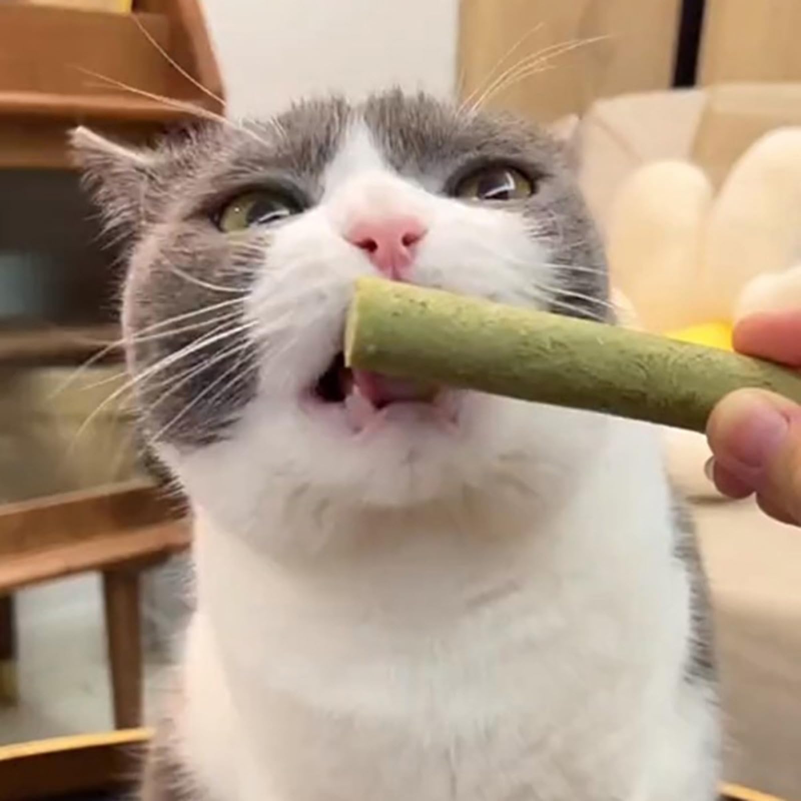 50 g de aperitivos de hierba para gatos, palo natural, aumentar el apetito, bocadillos, bolas de pelo, control dental, barra de fuga dental, juguete para masticar seco