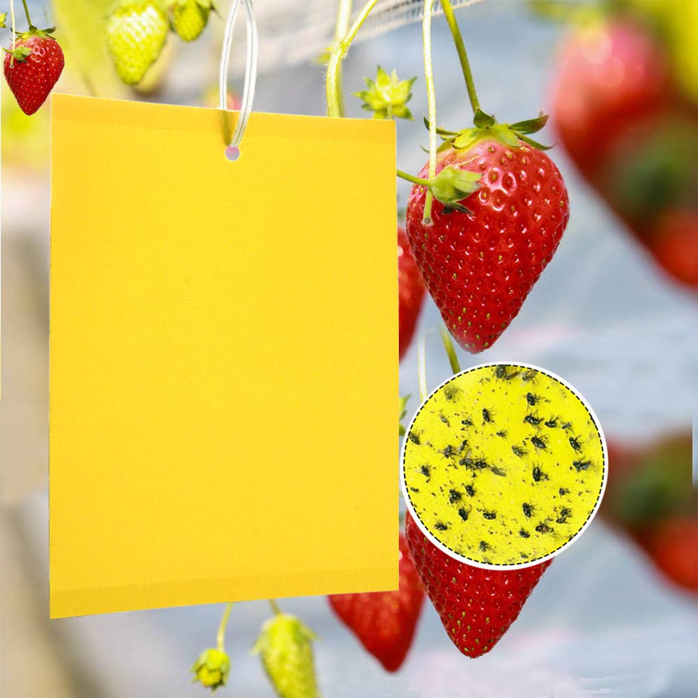Pièges Collants Jaunes à Double Face Pour Les Insectes Végétaux Volants Comme Les Moucherons
