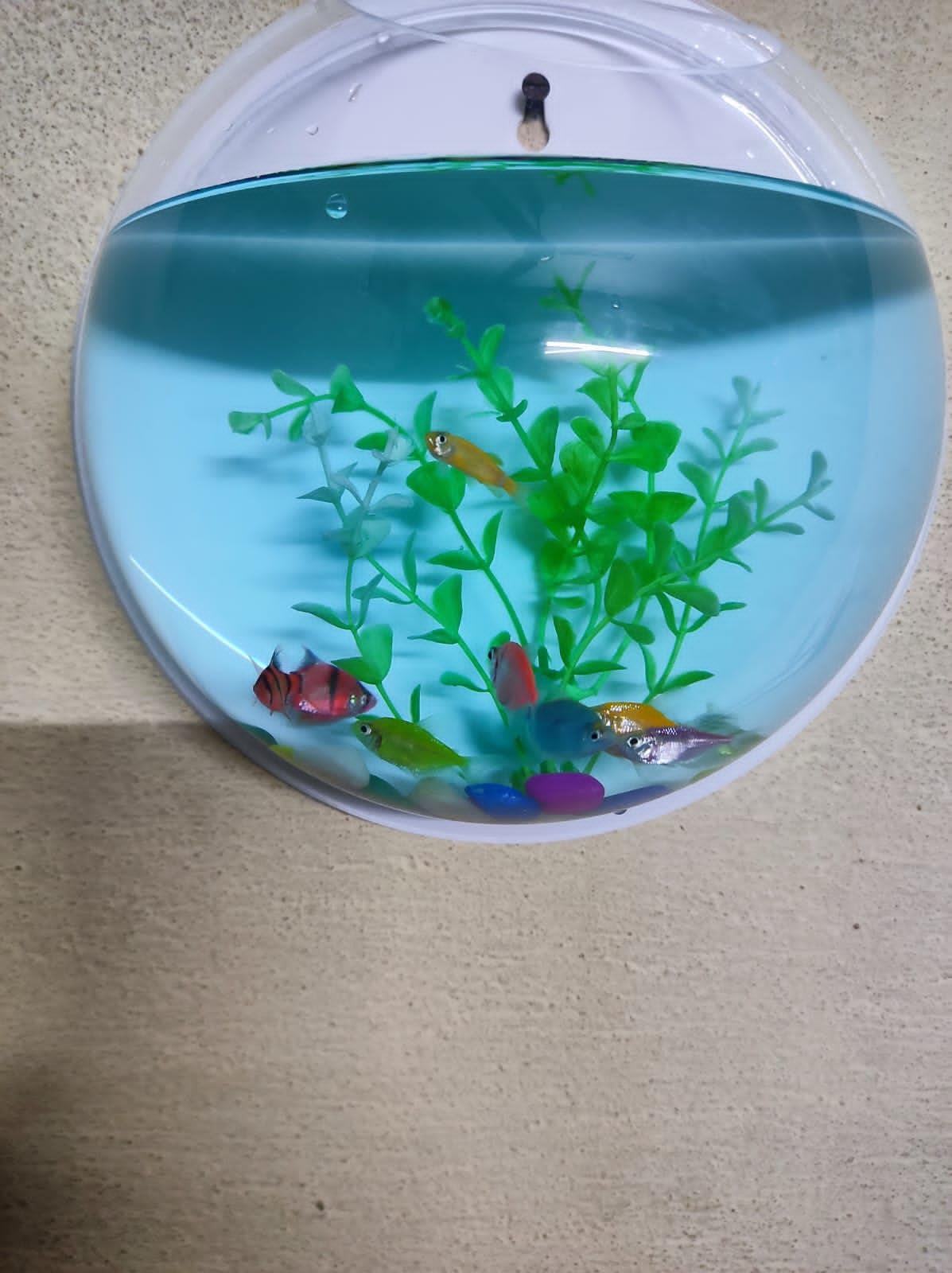 CAS (9 INCHES Large Size 3 litres) White Wall Mount/Wall Hanging Fish
