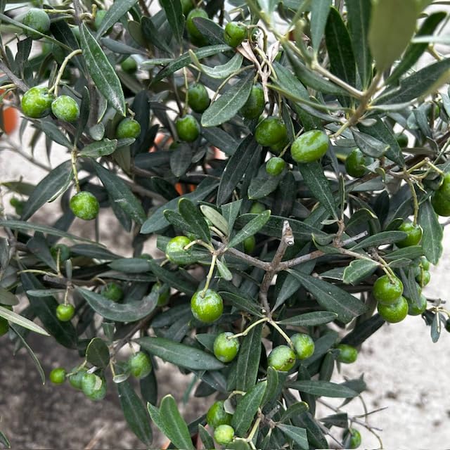 Olive Tree Half Standard 90/100cm Tall | Olea Europa | Hardy Olive Tree