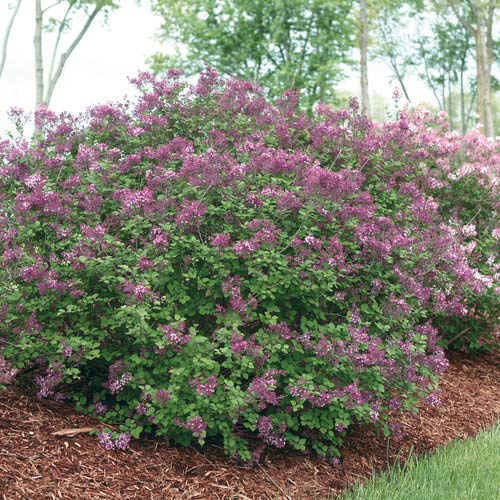 Proven Winners - Syringa X Bloomerang Dark Purple (Reblooming Lilac) Shrub, Dark Purple Flowers, #3 - Size Container #TOP2