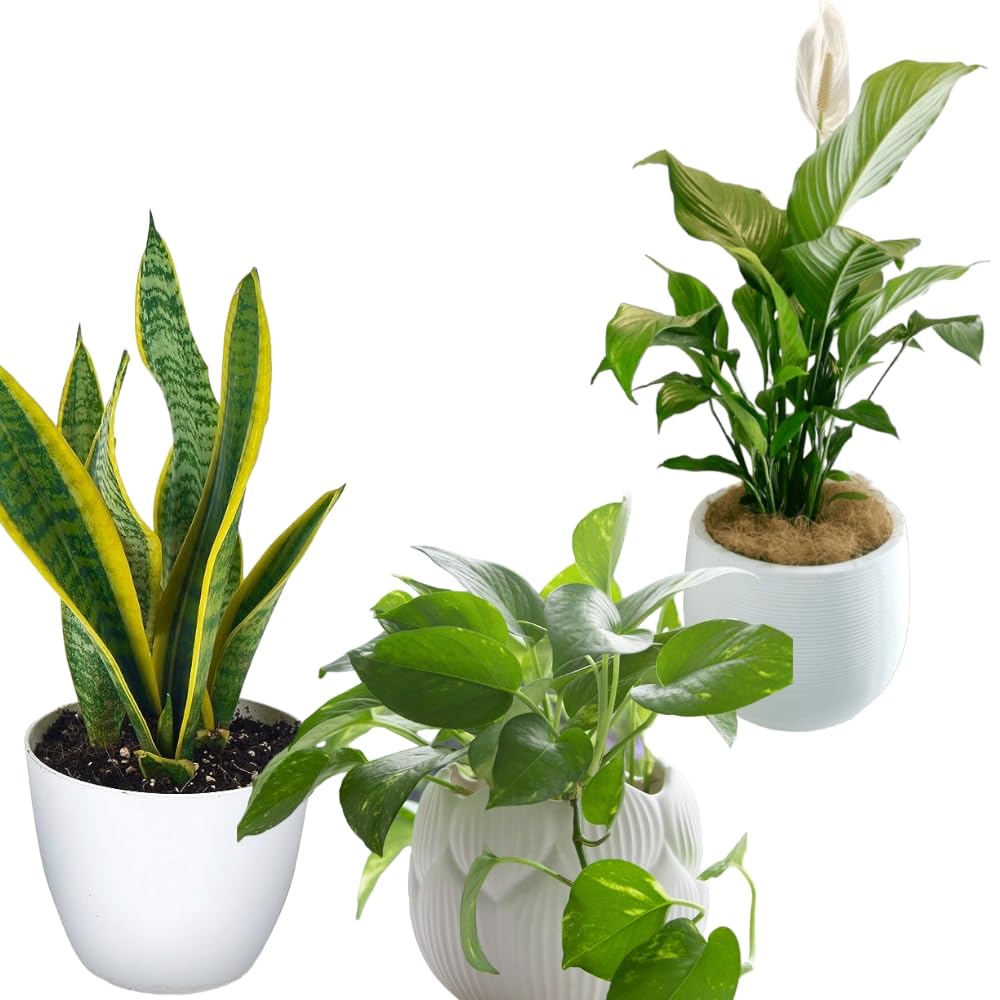 Peace lily,Money N'Joy,Sansevieria Golden Hahnii Snake Combo of 3 Air purifier plants indoor oxygen | Live Plants | Plants for Home Decor |-picture-16