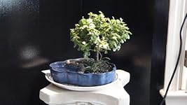 Review Image by Charlie