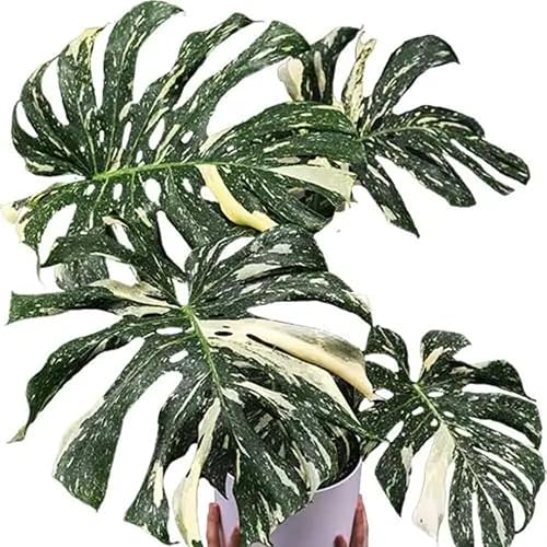Miniatura 2 de Philodendron - Planta viva, planta de interior abigarrada rara para el hogar u oficina, planta tropical de interior de 5-8 pulgadas de alto