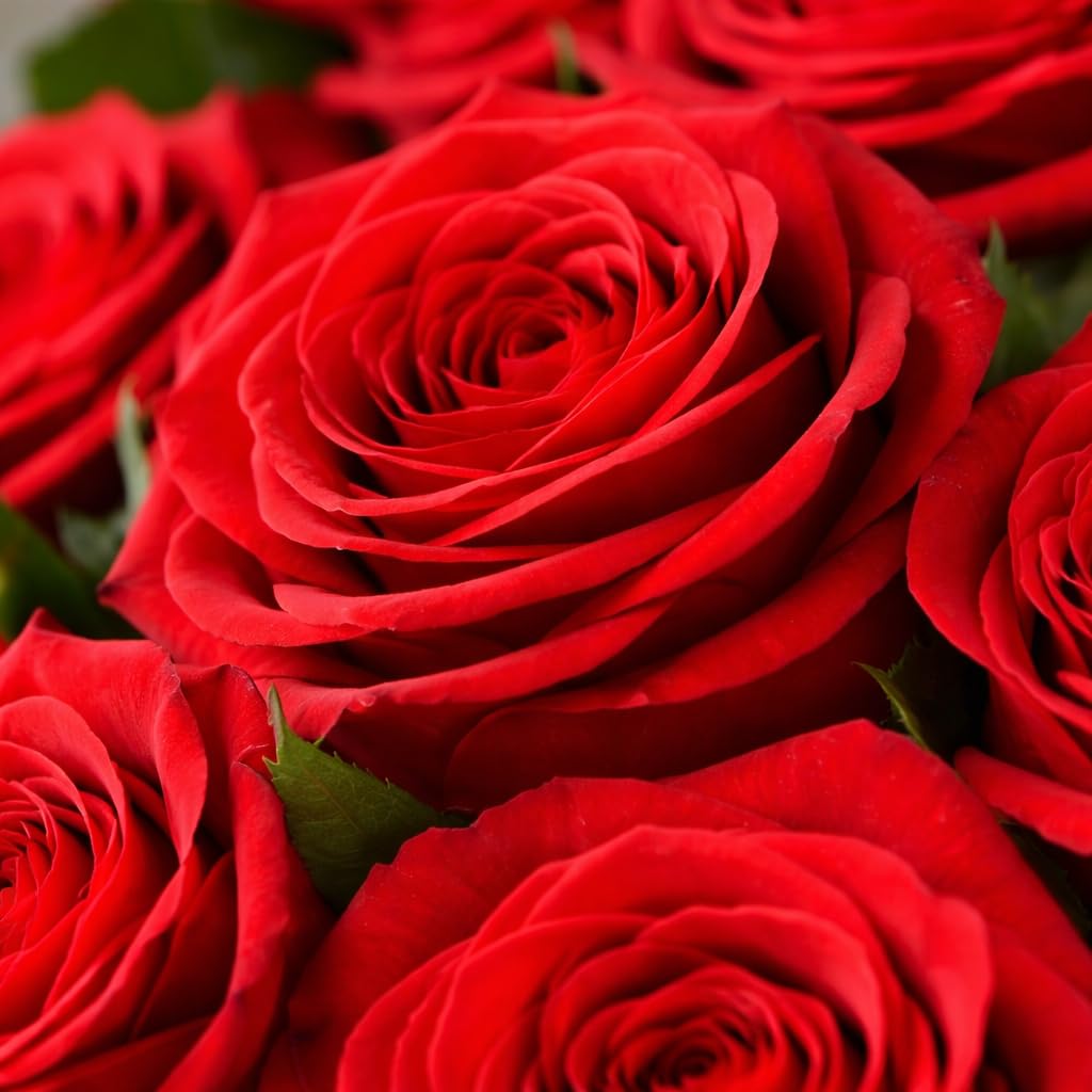 ADDWel Bouquet di Rosa Eterna e Bouquet di Fiori Eterno con 24 Rose Stabilizzate – Regalo Romantico per Donna Mamma Fidanzata o Moglie Compleanno Festa della Mamma San Valentino e Natale del mare