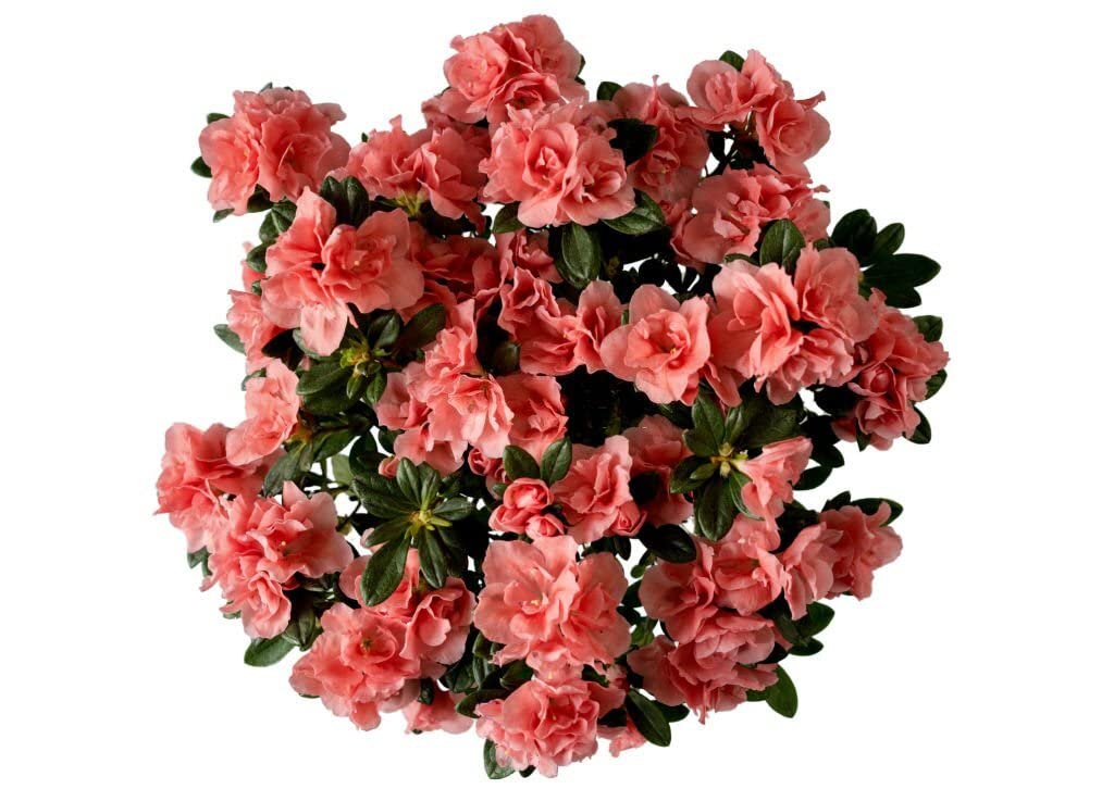 ONLINE PLANT BAZAR AZALEA FLOWER LIVE PLANT(PACK OF-1)-B09