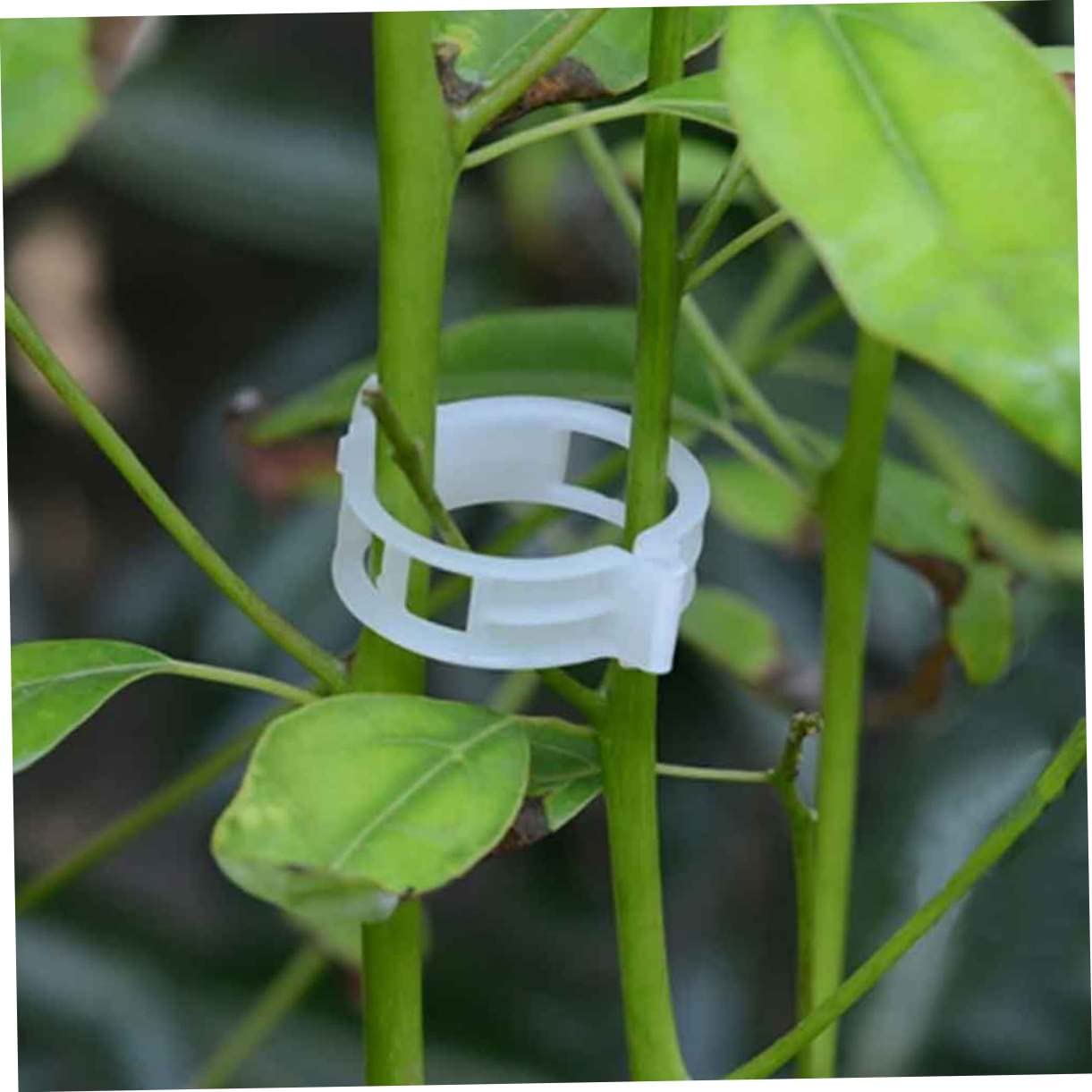 Hemobllo 2 Set Clip Fissaggio Per Piante Da Giardinaggio Da Per Sostenere E Verdure Per Cetrioli E Riutilizzabili E Facili Da Usare 150 Pezzi*2