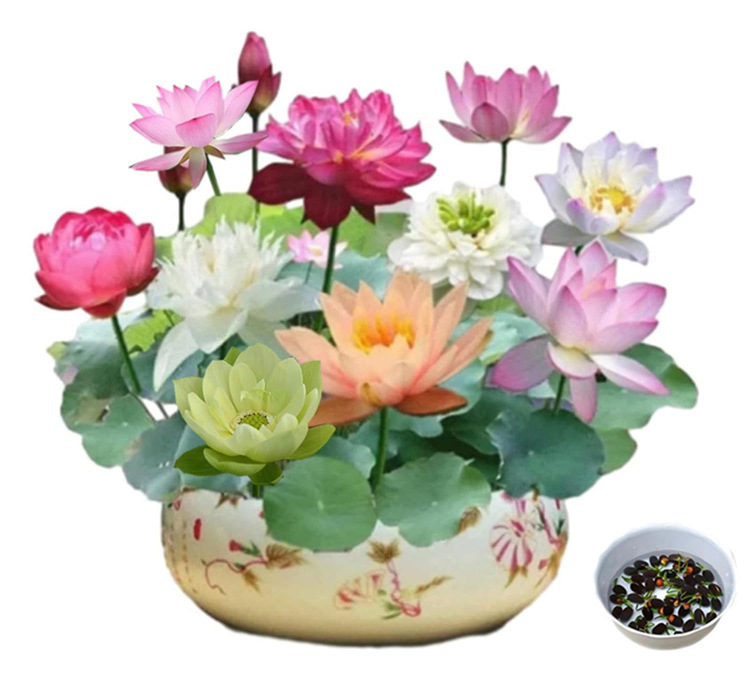 The Sacred Bonsai Bowl Lotus Flower Seeds in Days Germination, Mixed Colour Flower Seeds, Beginner-Friendly Water Lily Planting in Water Lotus Seeds for Kitchen Garden Pond (100seeds)
