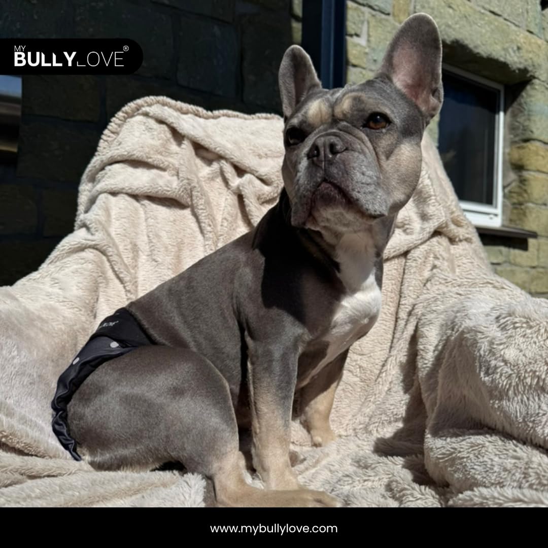 Mutandine igieniche lavabili per bulldog francese femmina in calore