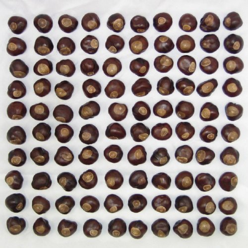 100 Quarter Size Brown Buckeye Nuts