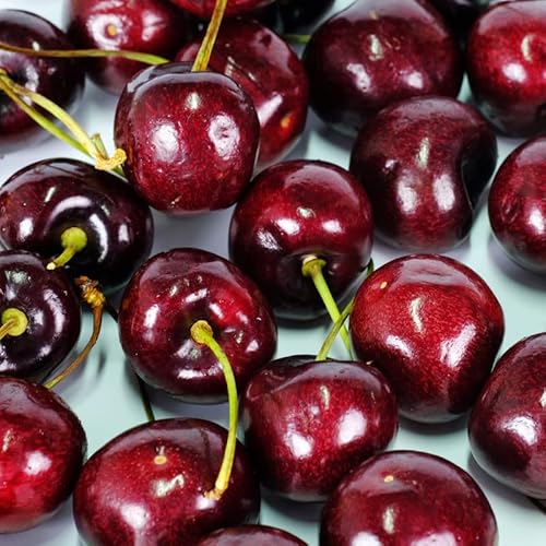 Black Cherry Tree Live Plant 2 To 3 Ft Tall, Sweet Cherry Fruits For Planting Ornaments Perennial Garden Simple To Grow Pots Gifts #TOP2