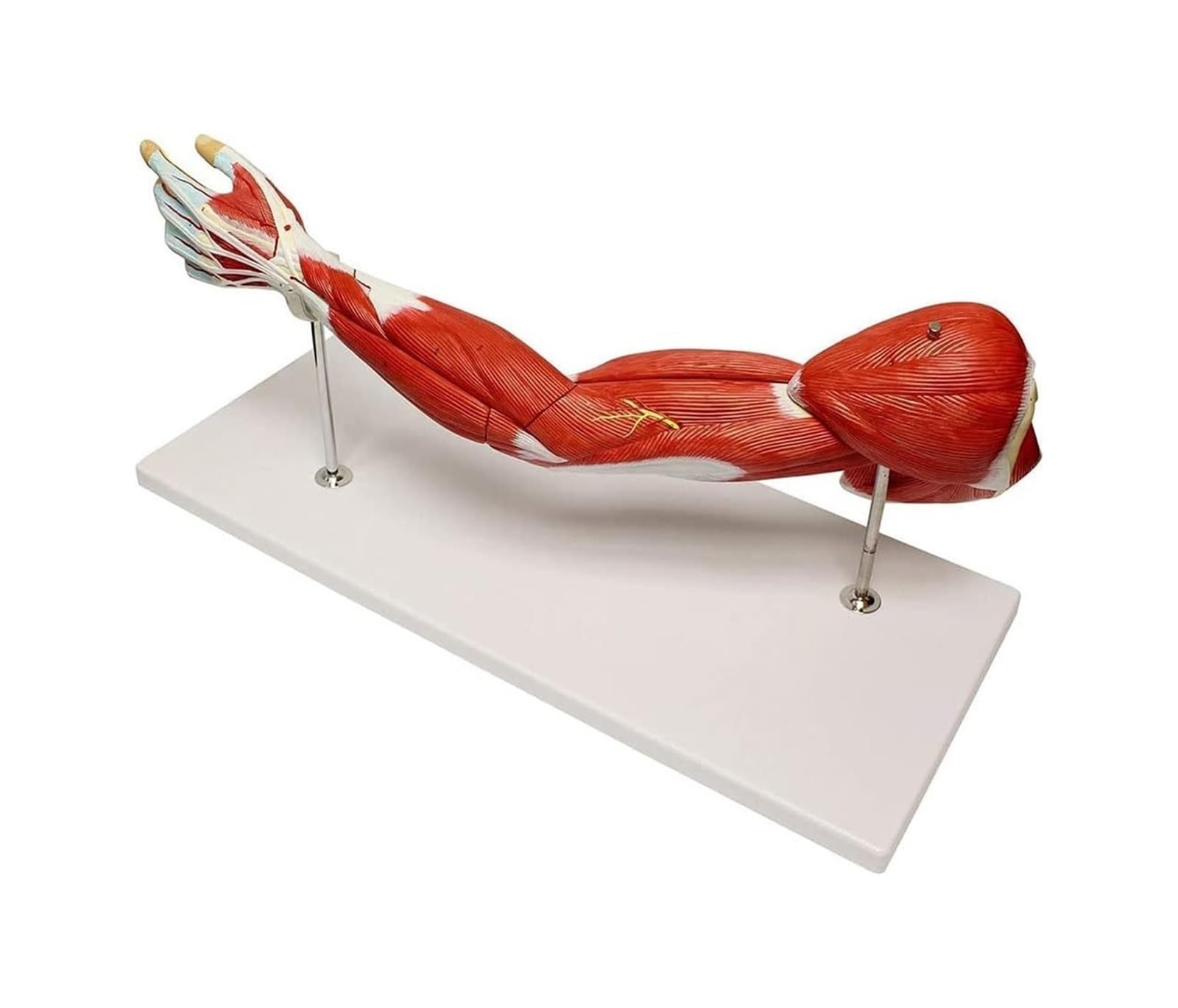 Model ludzkiego ramienia o długości 71 cm, narzędzie dydaktyczne