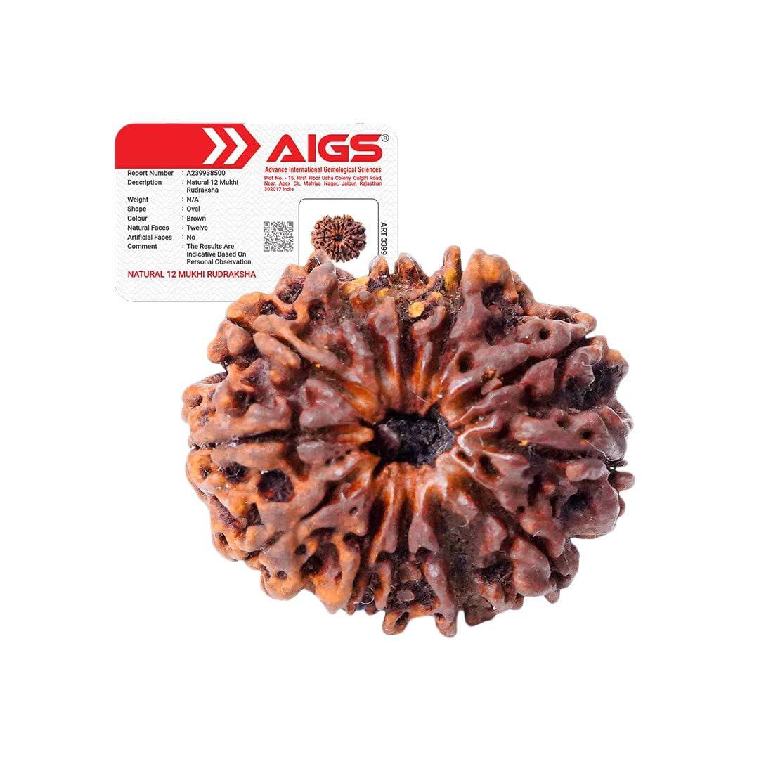 4 Mukhi Rudraksha - Nepal Origin | Wisdom & Communication -10 4 Mukhi Rudraksha - Nepal Origin | Wisdom & Communication -10