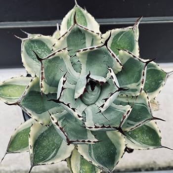 アガベ ロゼット型 多肉植物 Yahoo!オークション - 【特選】 アガベ ロマニー ロゼット型