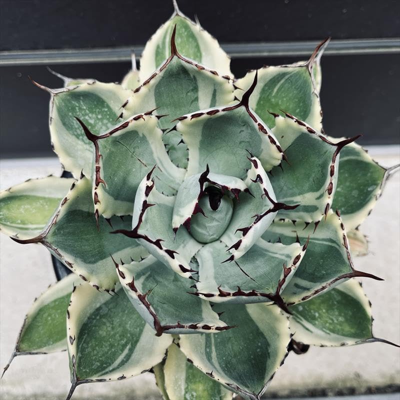 Amazon|多肉植物 :アガベ 吉祥冠錦 覆輪*L|観葉植物 オンライン通販 Amazon|多肉植物 :アガベ 吉祥冠錦 覆輪*L|観葉植物 オンライン通販