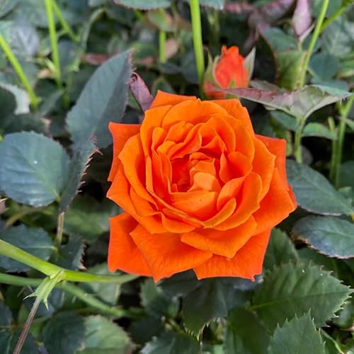 Rose Plant Live, planta viva de rosales para plantar tu jardín, flores fragantes flores vibrantes, 5-9 pulgadas de alto bien arraigadas (rosa