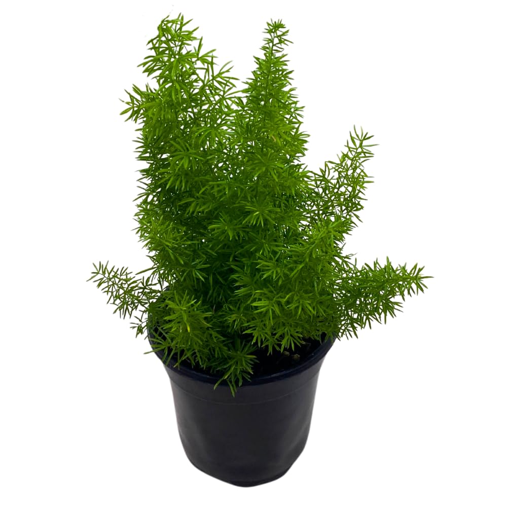 BubbleBlooms Foxtail Fern 4 Inch