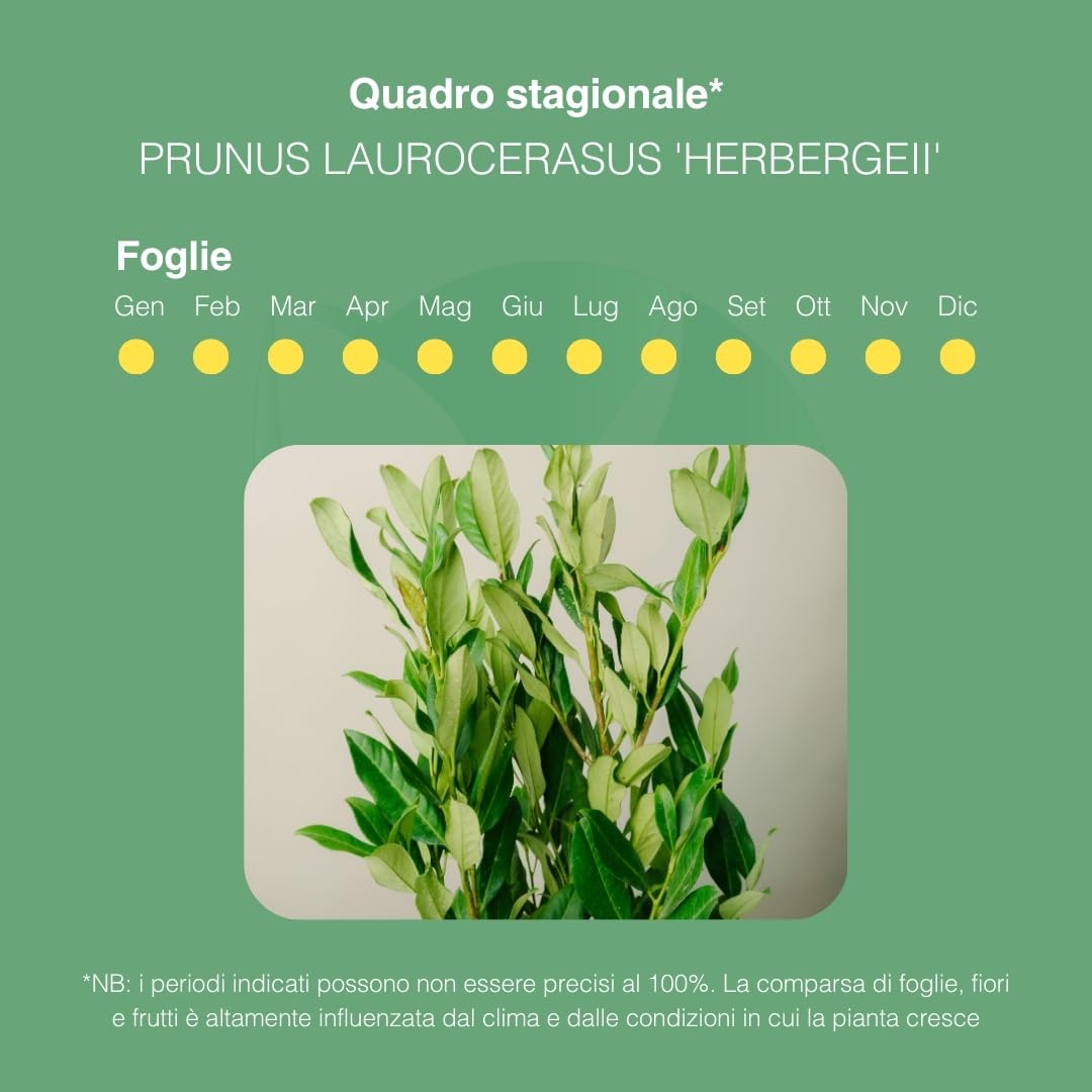 PRUNUS LAUROCERASUS (HERBERGII). Lauroceraso sempreverde, vaso da 19 cm. Piante vere per esterno con fogliame denso e lucido. 6 mesi di concimazione inclusi.