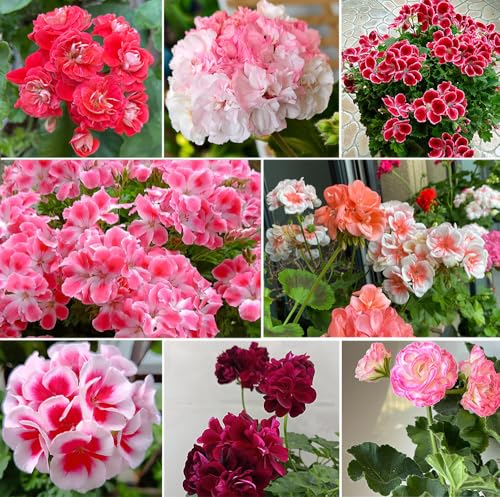 10+ Mixed Geranium Seeds Luster Mix Fragrant Flowers Garden Planting