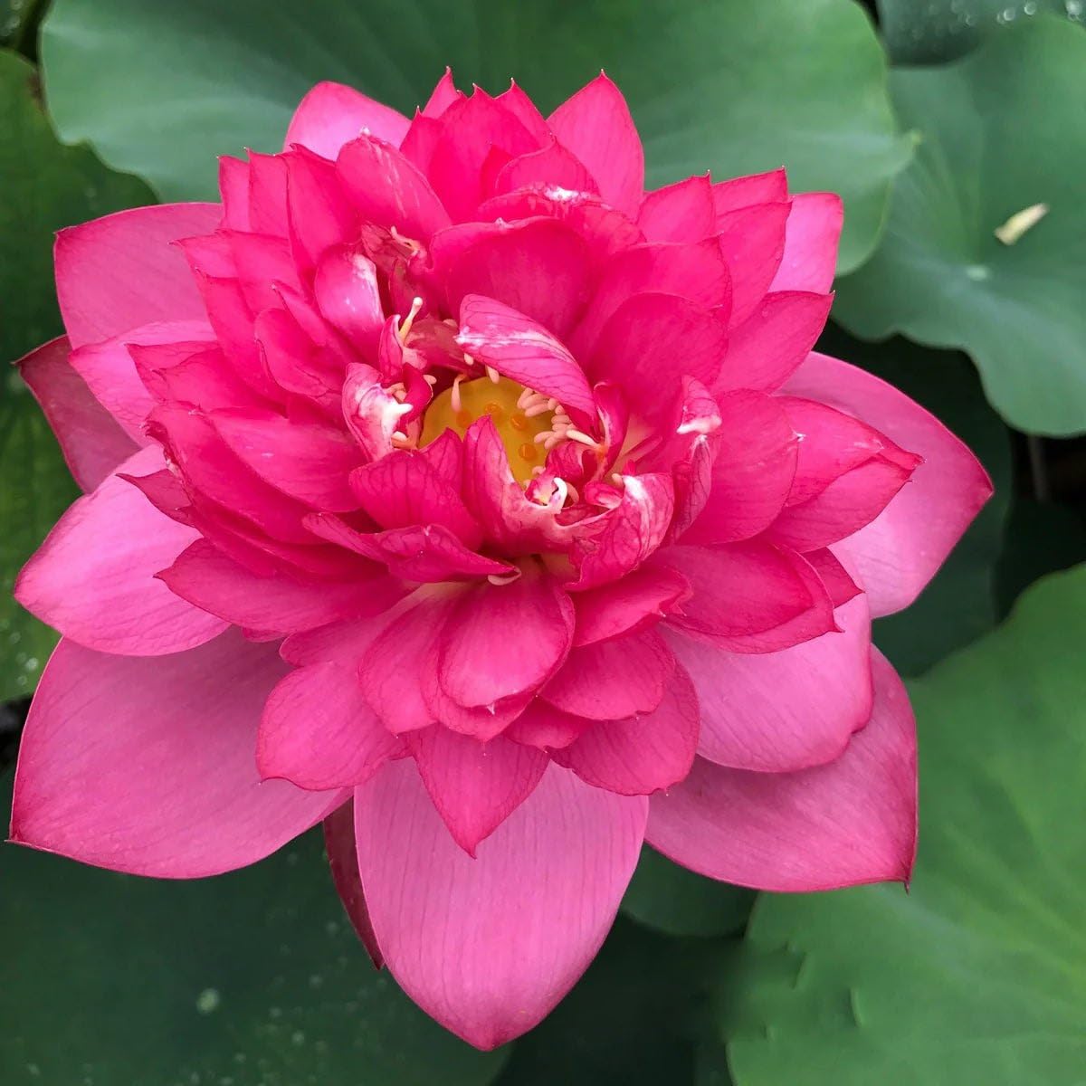 Red Lotus Plant - Blooms in 30 Days! -2