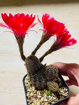 【YU】花サボテン【ロビビア】カキコ_Y9_845 Amazon.co.jp: 花サボテン ロビビア 交配種 赤花 子株沢山