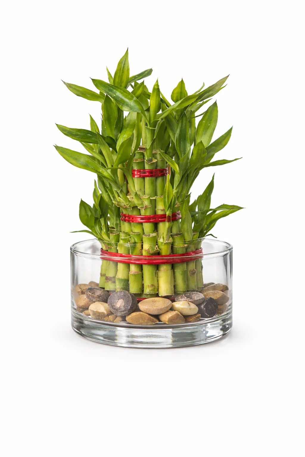 3 Layer Lucky Bamboo Plant (Bare Rooted) Natural Indoor Live Bamboo Plant for Home, Office, Desk, Living Room, Feng Shui Décor, Air Purifying & Good Luck Plant-picture-23