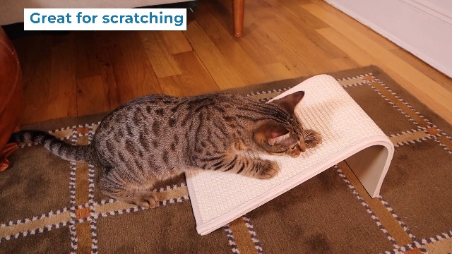 ⭐︎ コディサンダーソン1 inch Cat Scratch Cuff⭐︎ 81dbWUVSHaL._UF350,350_QL50_.jpg