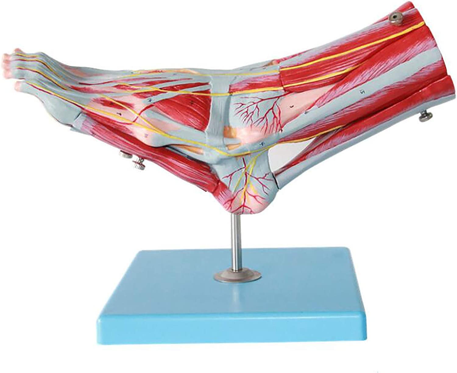 Amazon.co.jp: 人間の足の筋肉の解剖学的モデル 9 つの部分の足の靭帯