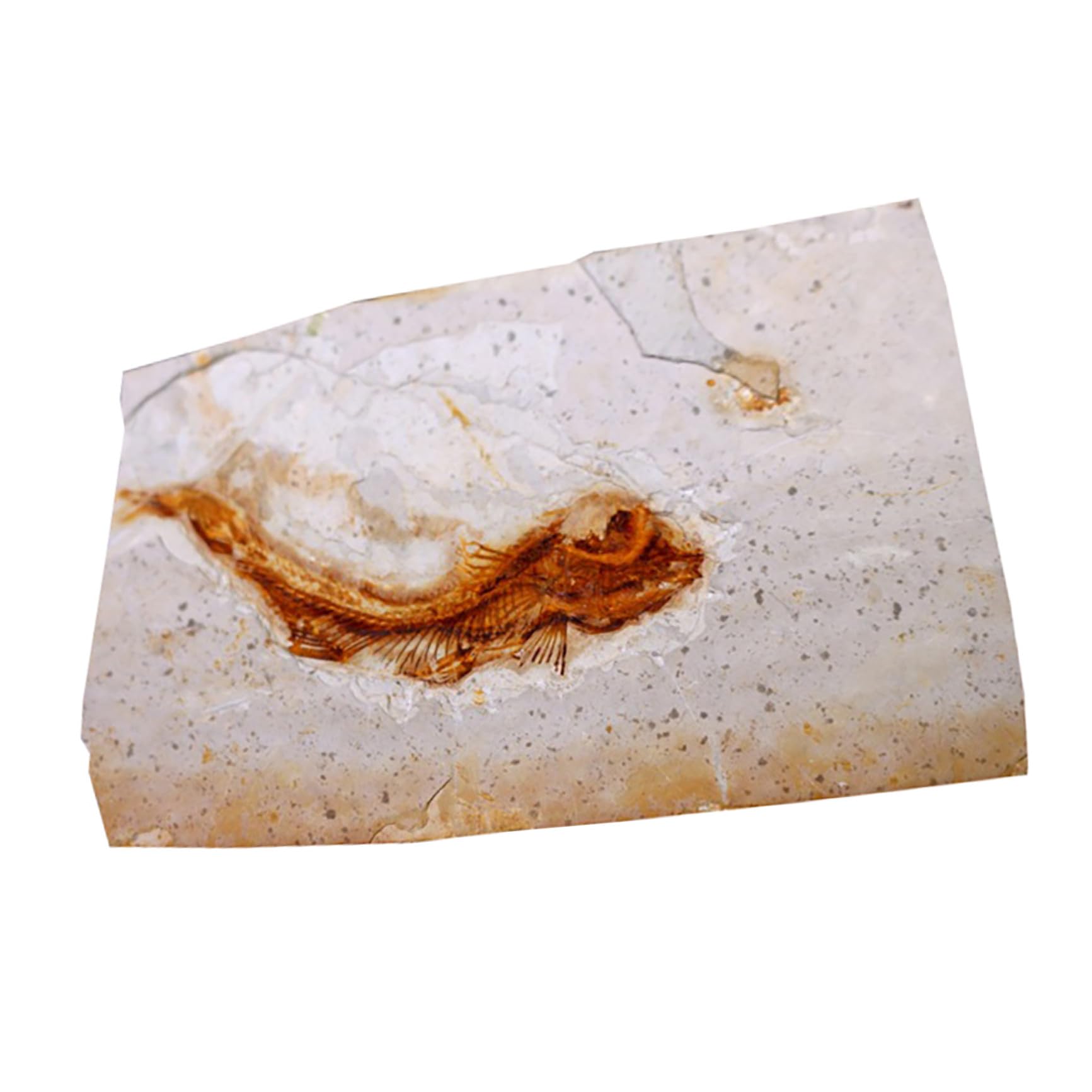 Muestra de Fósil 1 Pieza de Resina para Escritorio 7-15cm | Laboratorio y Colección de Material, Varios Estilos, para Estudiantes Estilo Aleatorio