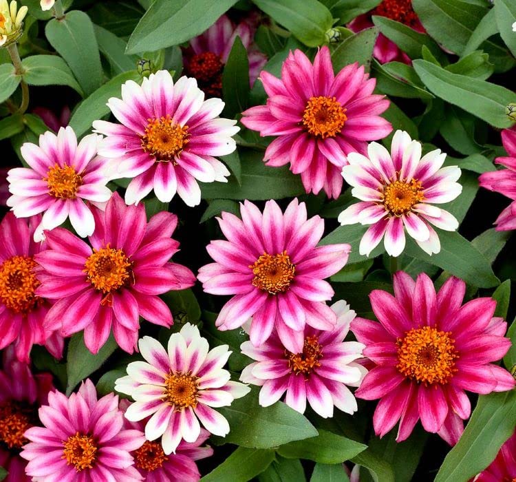 Zinnia Çiçeği Tohumu (Mini Çiçekli, Kirli Hanım) Cherry Renkli - 5 Tohum