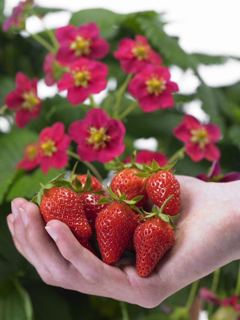 Pack 6 Plantas Naturales del huerto (Fresas) maceta de 13 cm