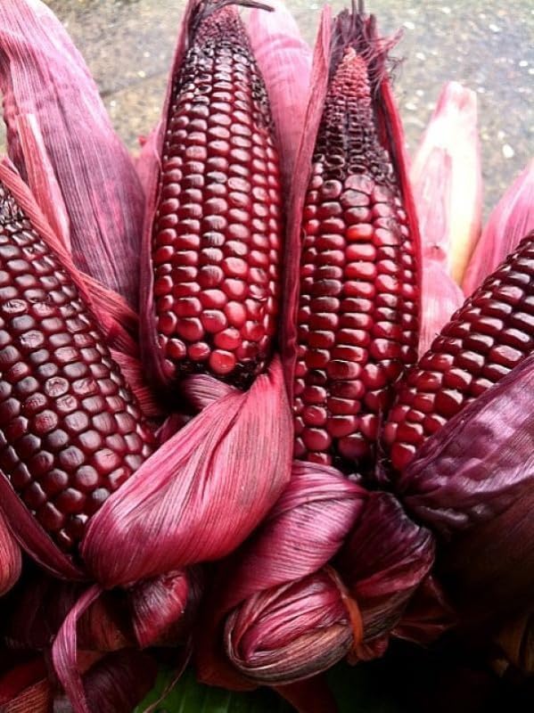 Imported sweet corn seeds | maroon color corn Seeds | sweet corn Seed For Farming your Home & Garden planting Pack of 20 seeds