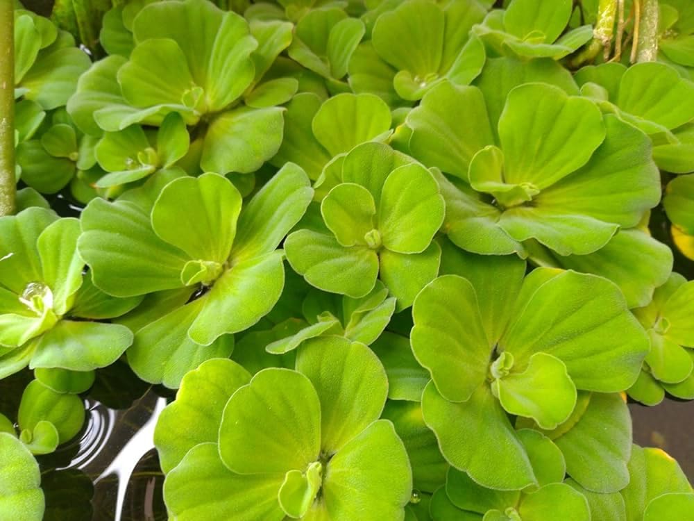 See full amazon price history chart for Natural Pistia live plant for pond||water lettuce live plant for pond,aquarium plant live Pack of 10 Natural Pistia live plant for pond||water lettuce live plant for pond,aquarium plant live Pack of 10 (B0D1FR5VFV) Amazon Price History, Amazon Price Tracker