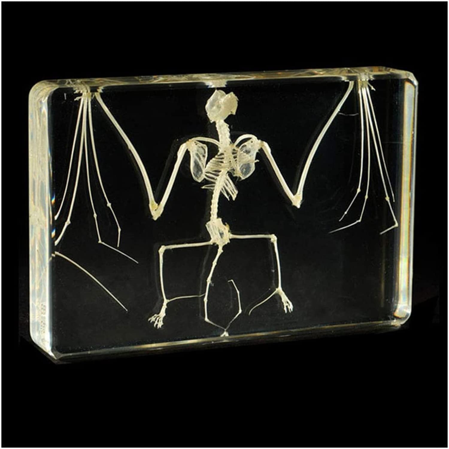 Taxidermie d'insectes animaux de spécimens réels de chauve-souris, avec motif d'intégration de squelette d'animal en os naturel, cadeau de collection biologique d'approvisionnement, 210 * 100 * 43 mm