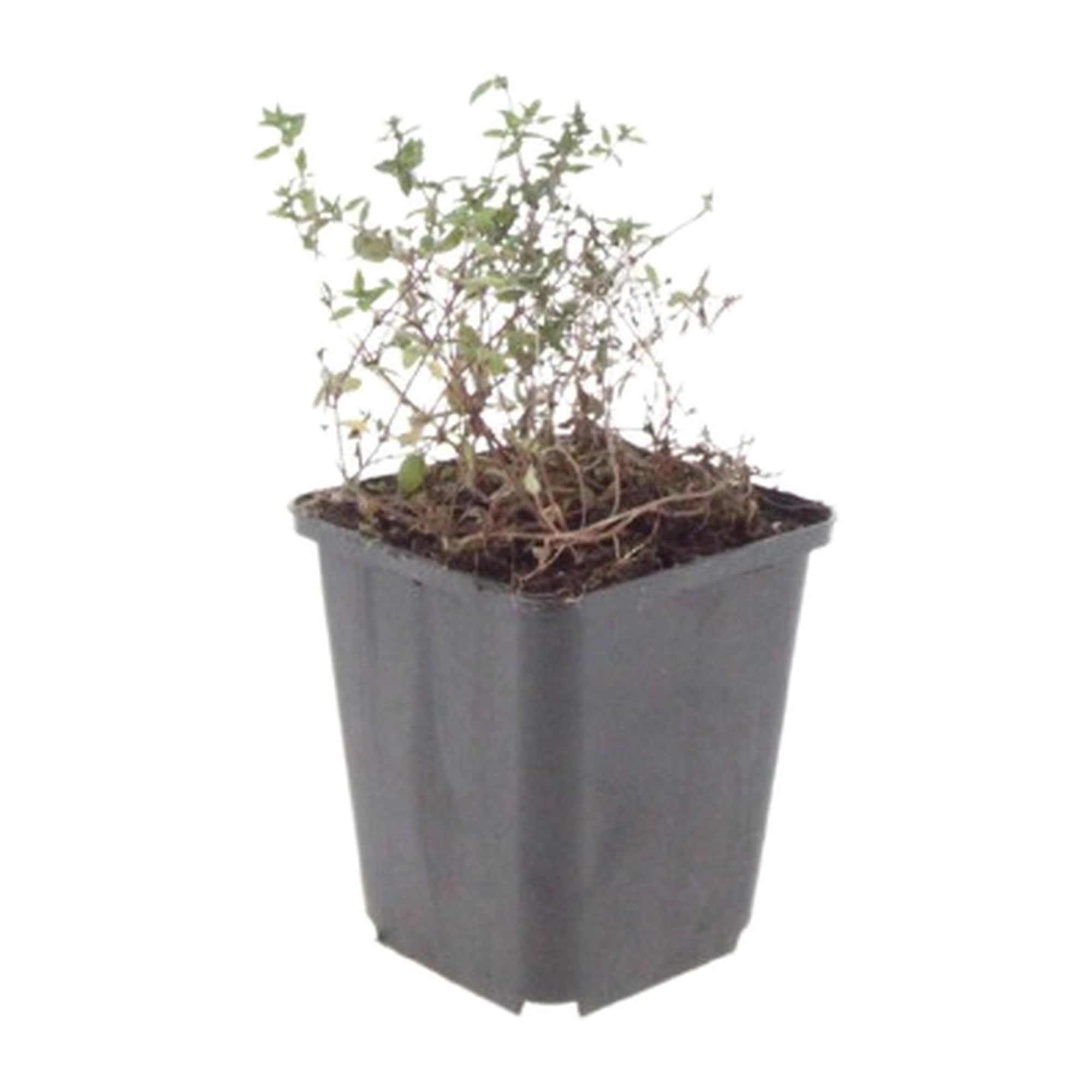 Tomillo Común Thymus Vulgaris Aromático, para Jardín, Verde, Pack de 24