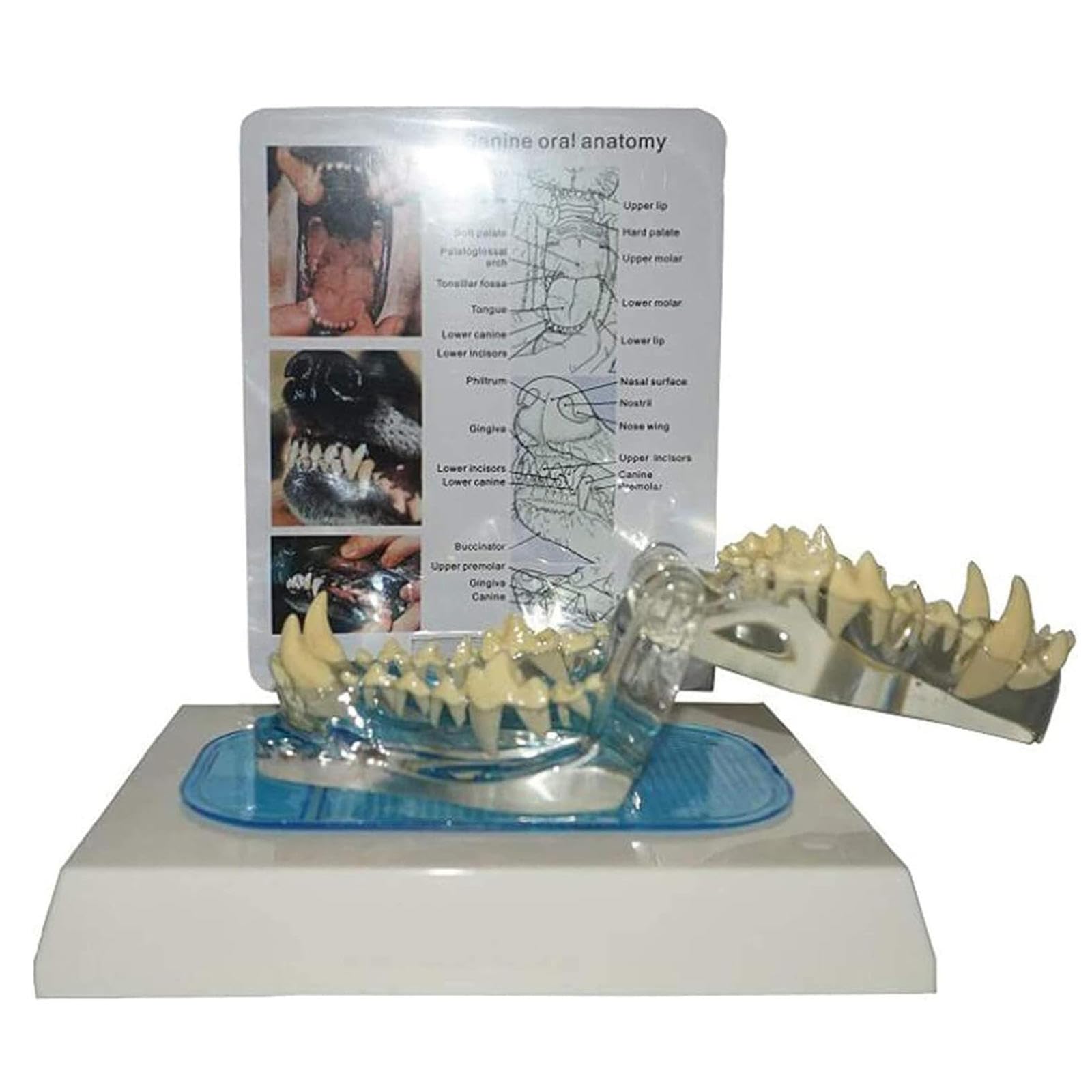 Modelo de Dientes de Perro, Mandíbula Canina Dental Transparente Perro Oral Dientes Claros Modelo Clínica de Mascotas Mandíbula Anatómica para Oficina Veterinaria Educación Decoración Demostrar