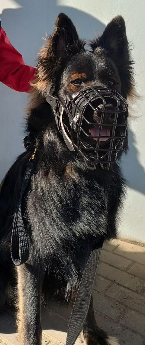 Bozal de metal de goma Dingo Gear para Malinois | Profesional, cómodo, universal, largos paseos S03048