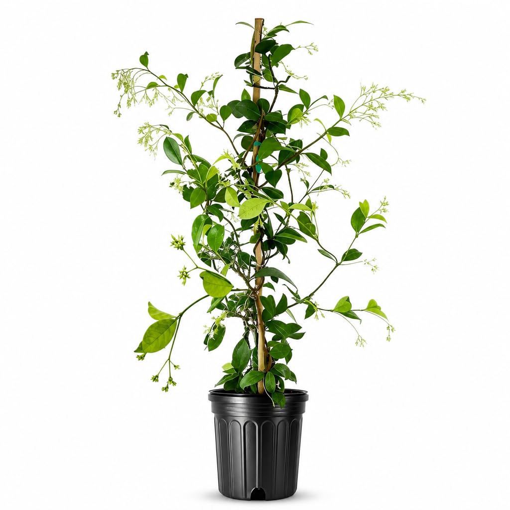 Amazon.com : Star Confederate Jasmine | 1 Large Trade Gallon Size