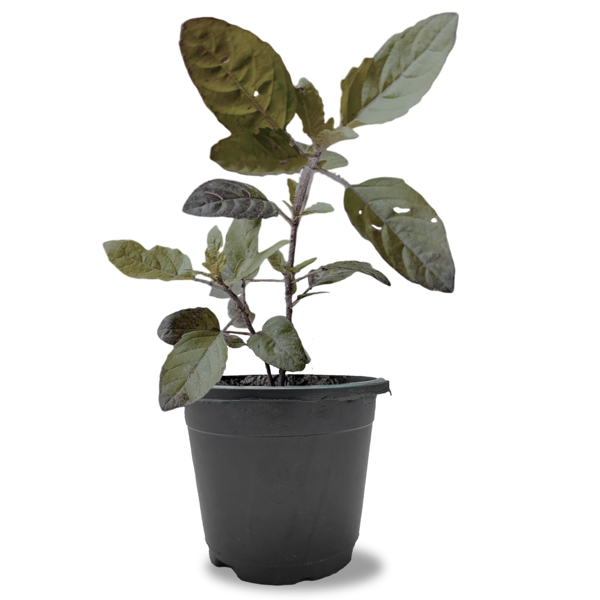 Live Tulsi Plant with Black Pot [Krishna Tulsi ] Real Shyama Ayurvedic Tulsi Plants Kali Black Medicinal Tulsi (B0CXXMGBBP) Amazon Price History, Amazon Price Tracker