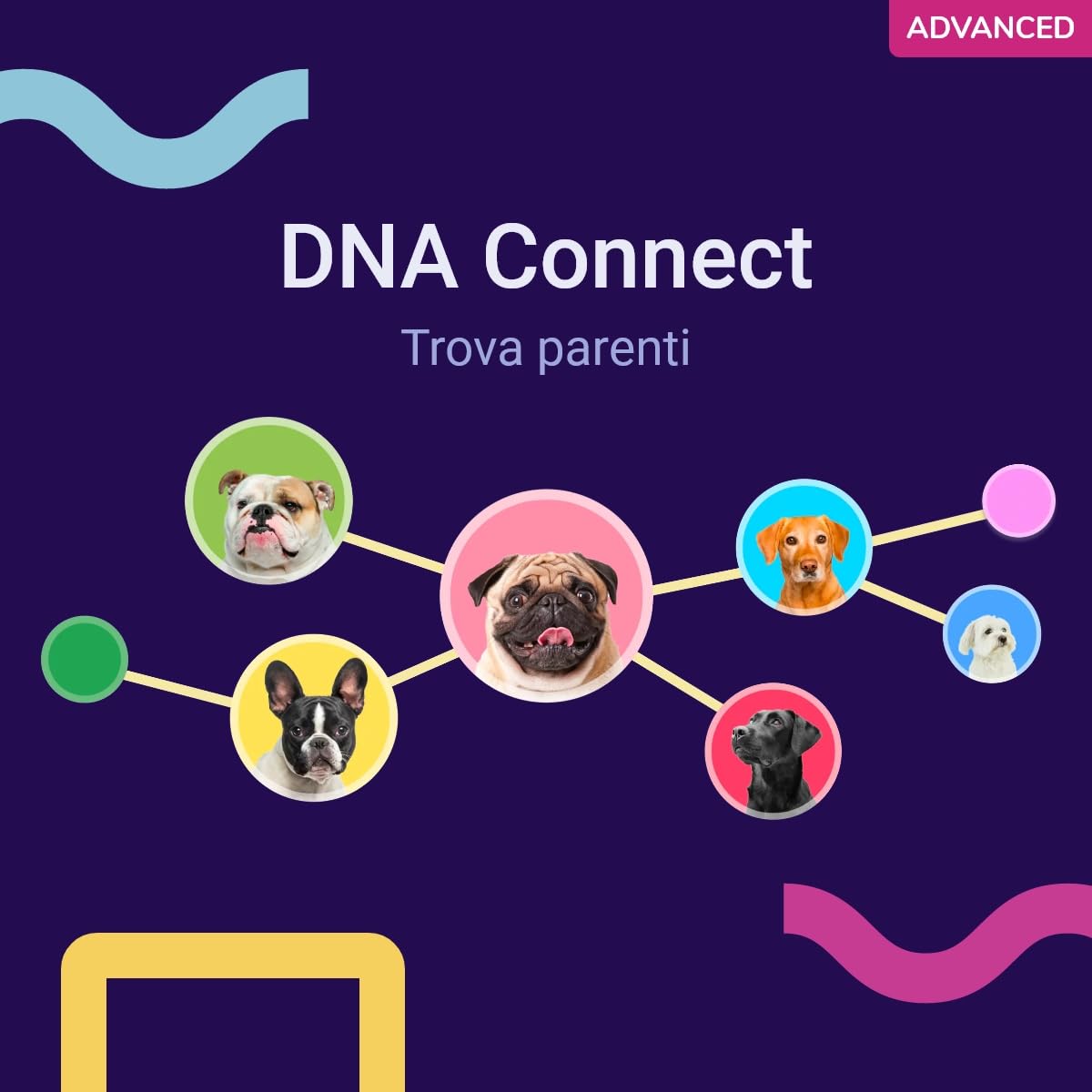 Koko Genetics Dna Test per Cani Advanced - (+175 Rapporti di Razze, Salute e Tratti) - Aggiornamenti Senza Costi aggiuntivi